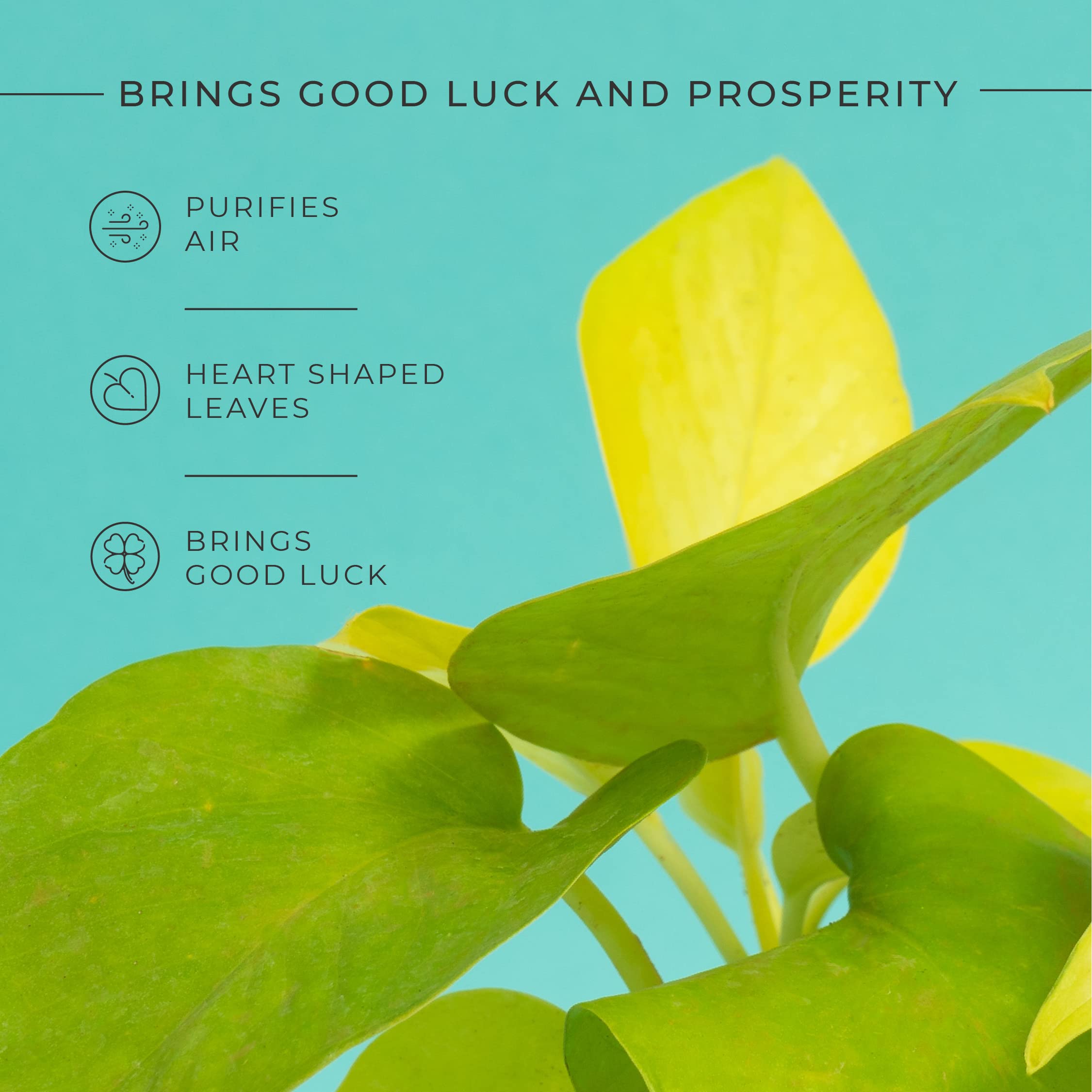 KYARI Golden Money Indoor Plants for Living Room | Live Plants | Plants with Turkish Green Self Watering Pot for Home | Air purifier plants | Plants for Home Decor | Plants for Garden & bedroom 4