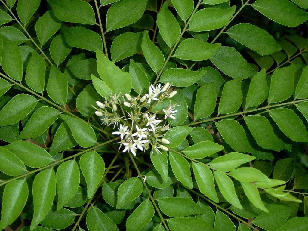 curry leaves plant Pack of 01 5