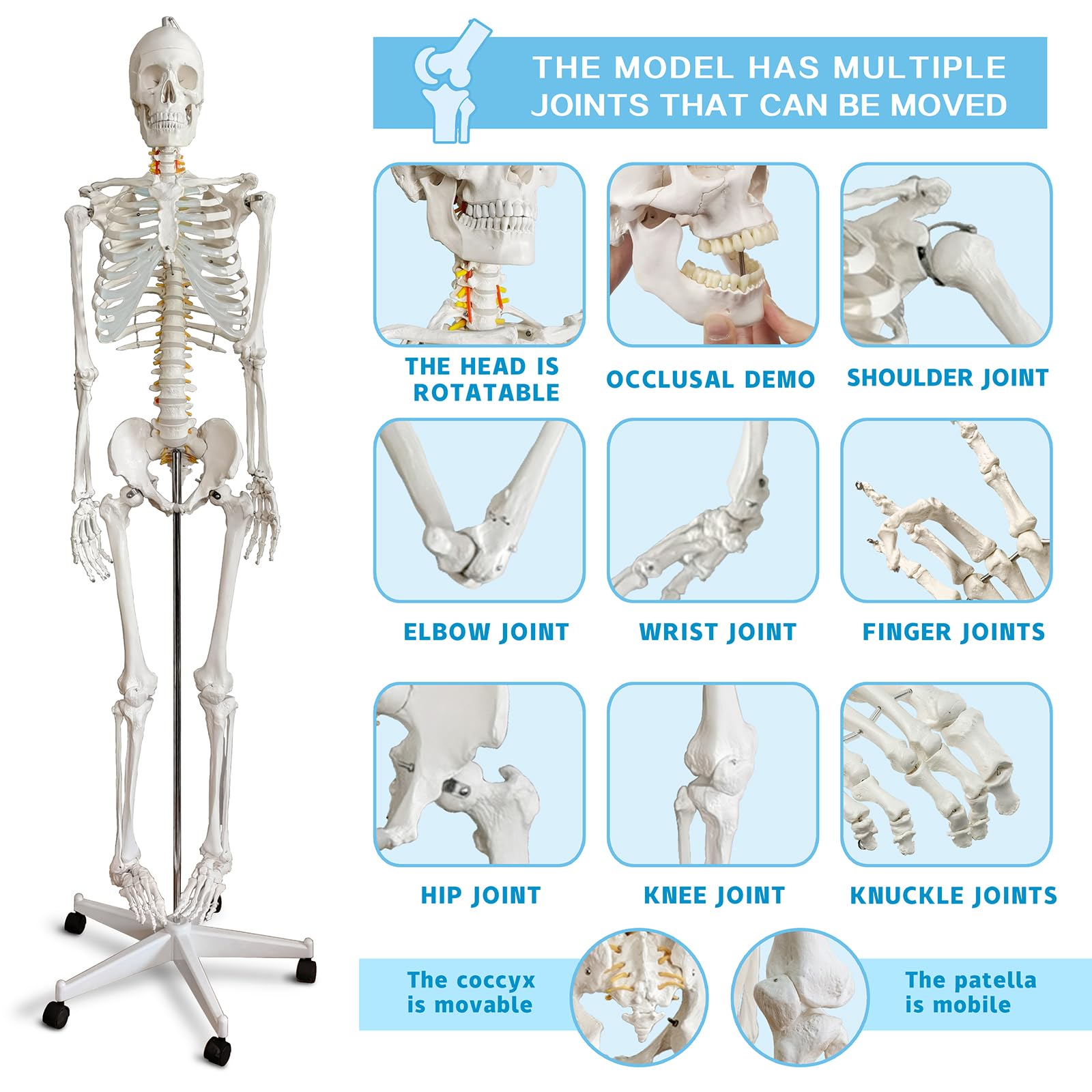 HADWYN Life Size Human Skeleton Model for Anatomy- Medical Human Skeleton Model with Nervous System 70.8 in with Rolling Stand for Medical Study and Display 3 Posters 5