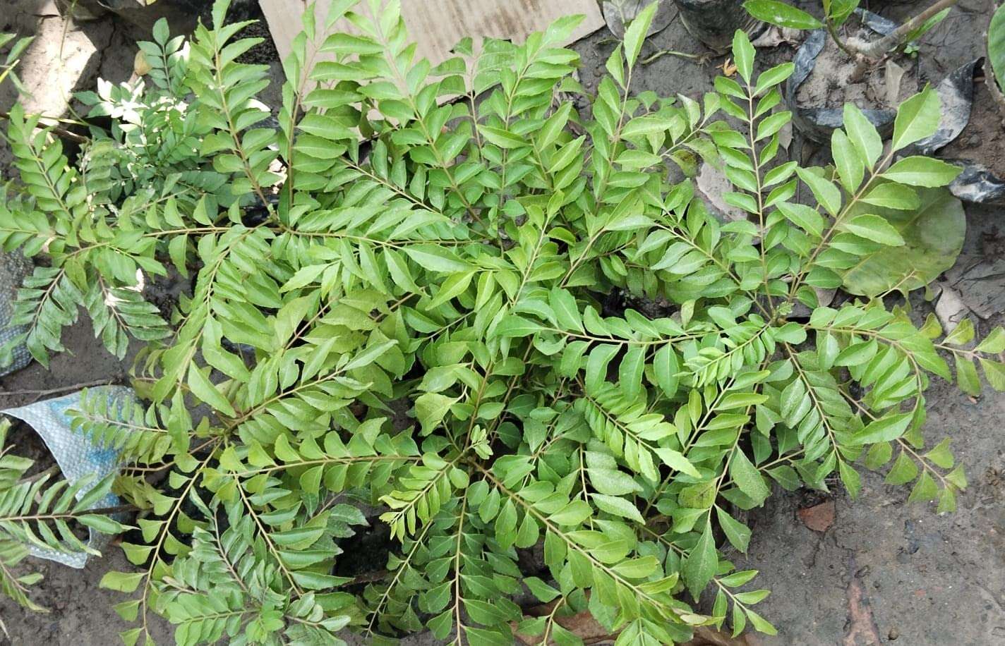 curry leaves plant Pack of 01 4