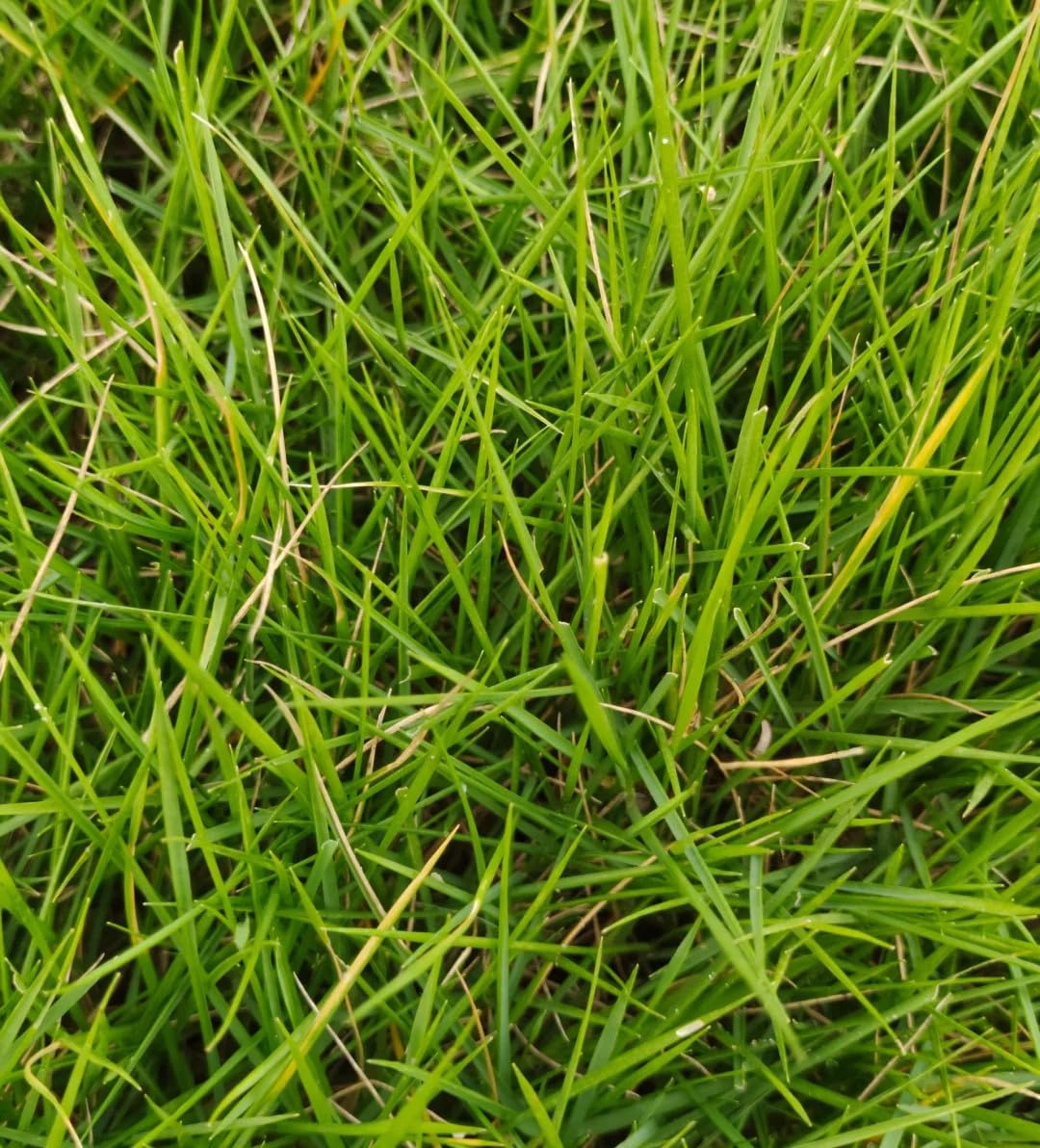 1000 Zoysia Grass Seed for Planting, Non-GMO Heirloom for Home Garden Outdoor 4