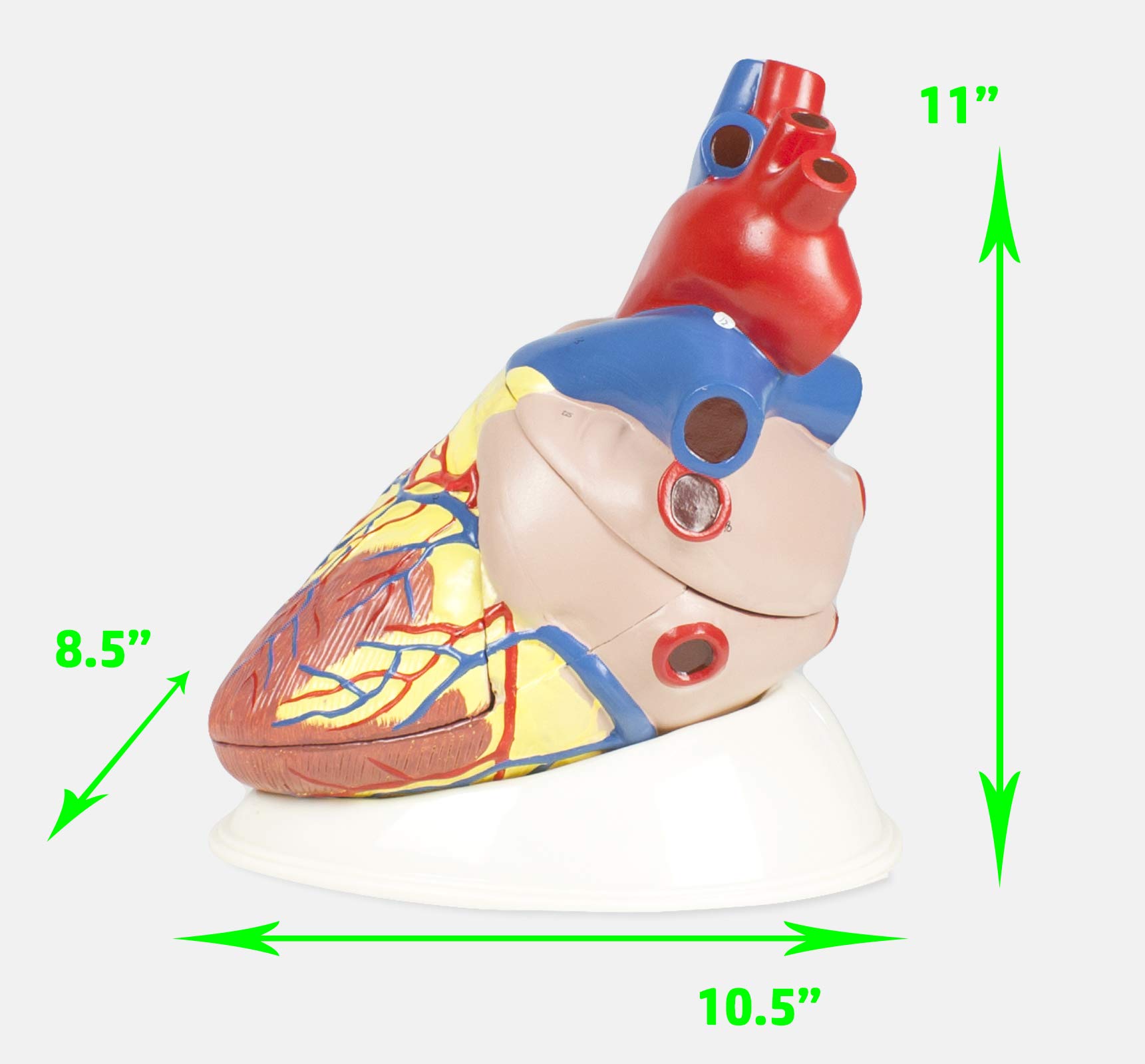 Vision Scientific VSA471 Jumbo Human Heart Model | 3 Parts, 5X Natural Size | Shows External and Internal Anatomy Detail with Ventricles, Atria, Valves, Veins, and Aorta | Labelled Diagram Included 6