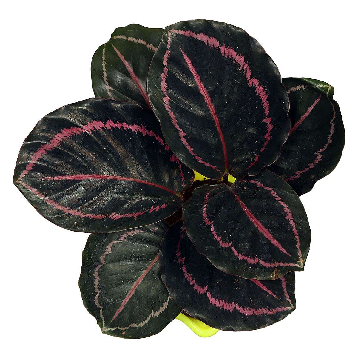 Pedpoudhe Calathea Dottie 3