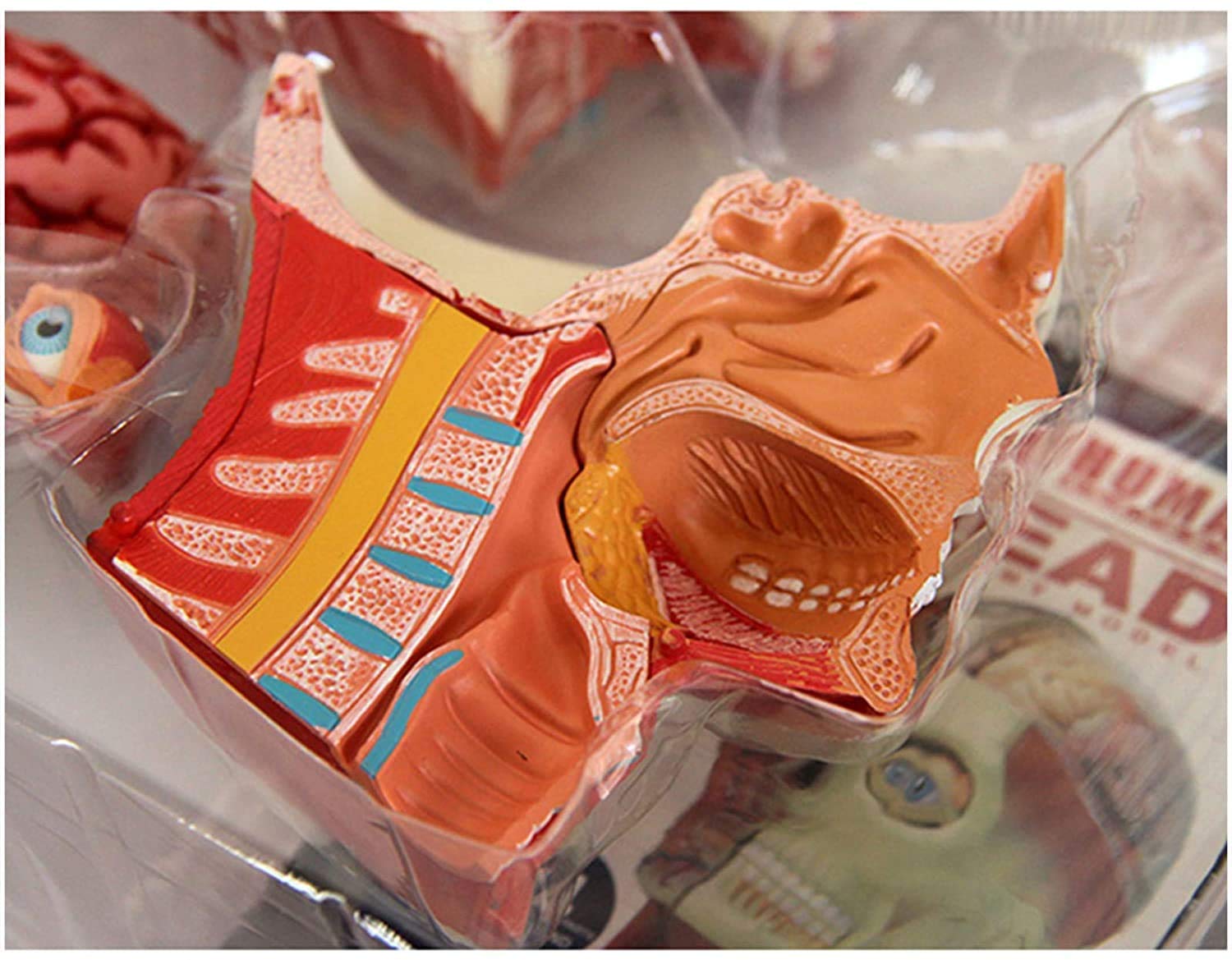 Models Human with Brain Anatomy Model - Anatomy Model Cross-Sectional Model - 14 Detachable Parts Human Brain Anatomy Model Human Organ Anatomical Model Skeleton Model 4