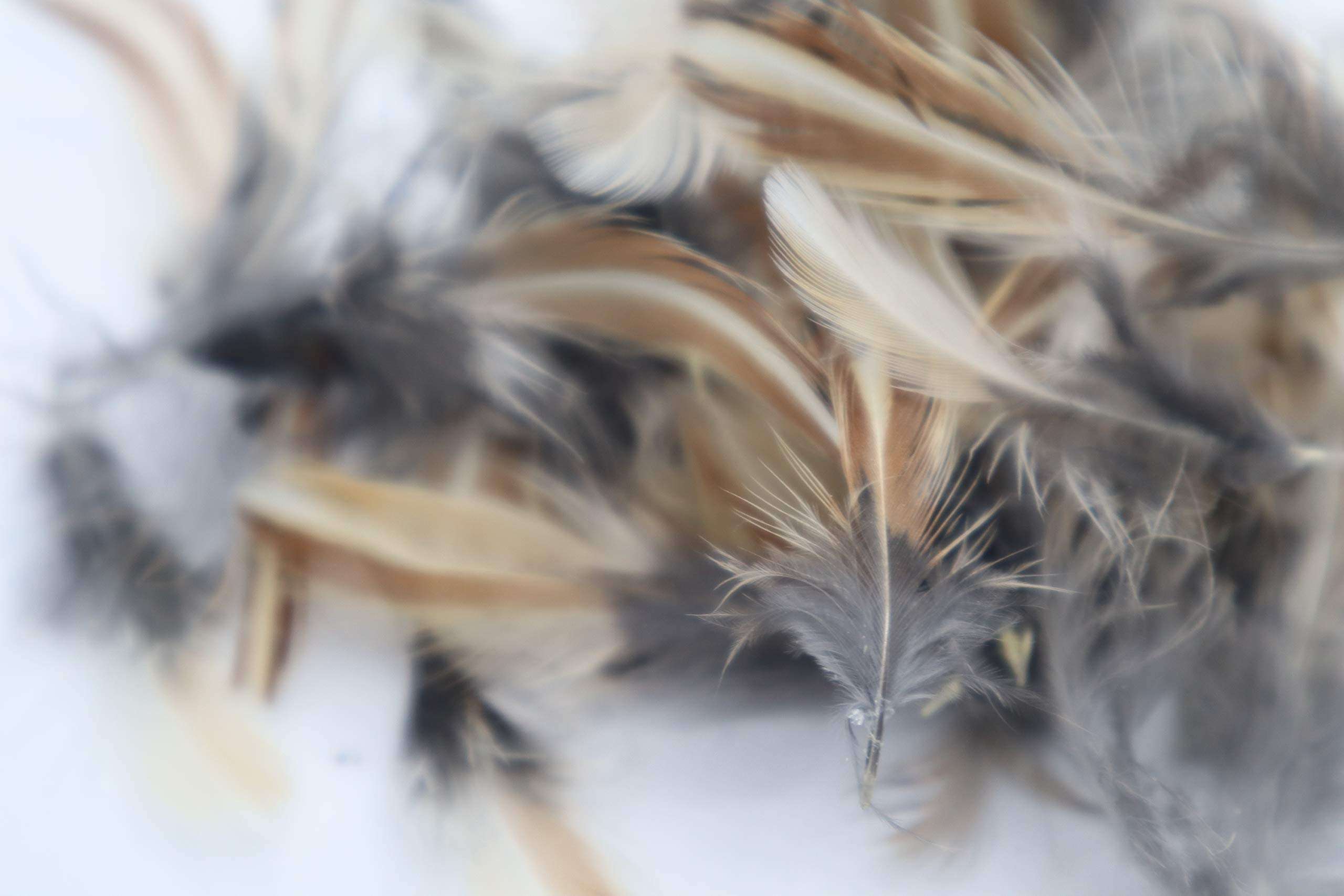 Rooster Feathers for Fly-Fishing or Crafts from Quail 3