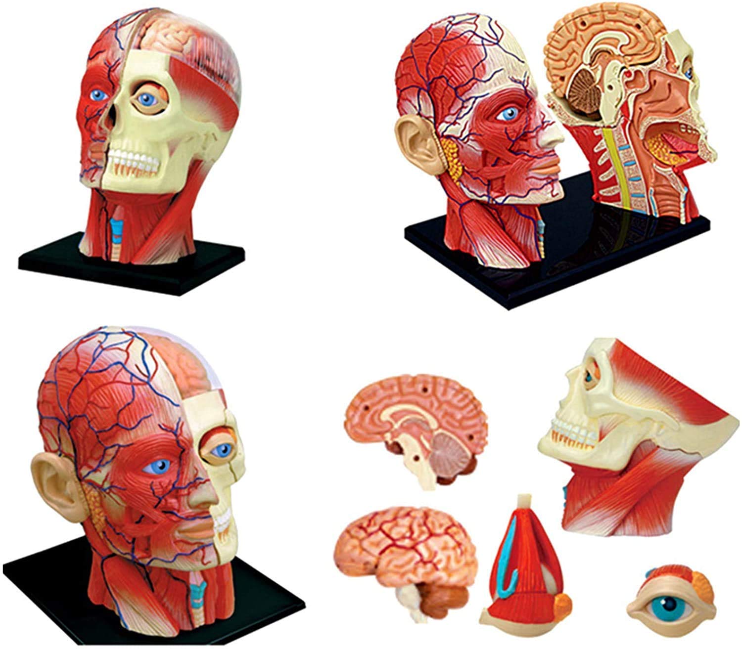 Models Human with Brain Anatomy Model - Anatomy Model Cross-Sectional Model - 14 Detachable Parts Human Brain Anatomy Model Human Organ Anatomical Model Skeleton Model 5