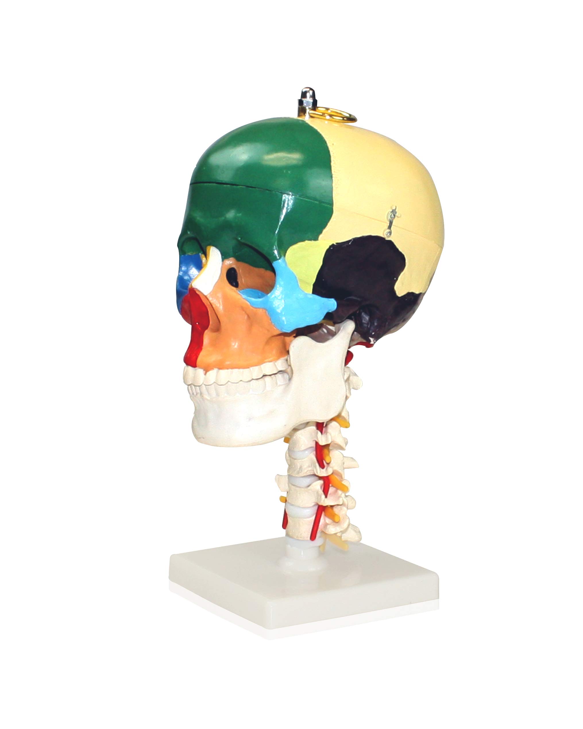 Jackson Global JS00049 Colored Human Skull with Cervical Spine | Removable Skull Cap | 12 Colored Human Skull 4