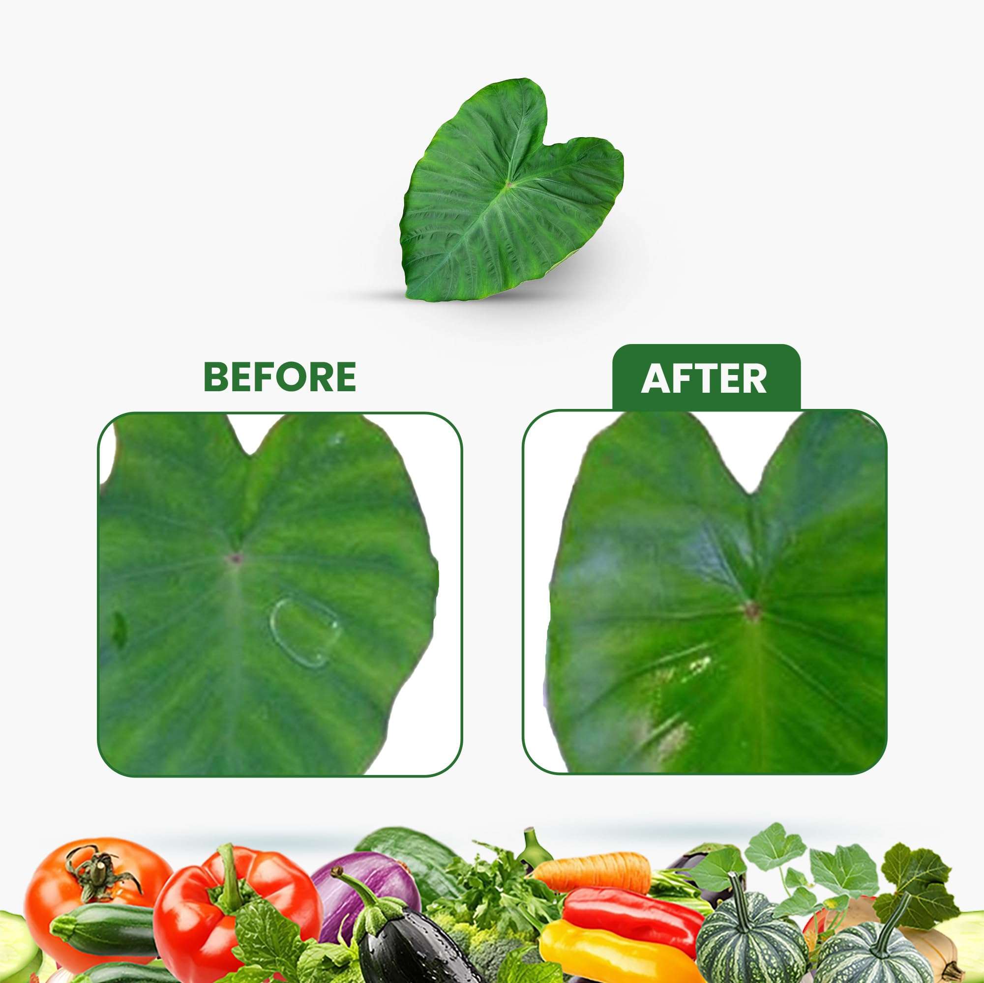 Kay Bee Balanstick | Silicone Spreader for Plants Spray | Spreader Sticker for Plant - 500 Ml 6