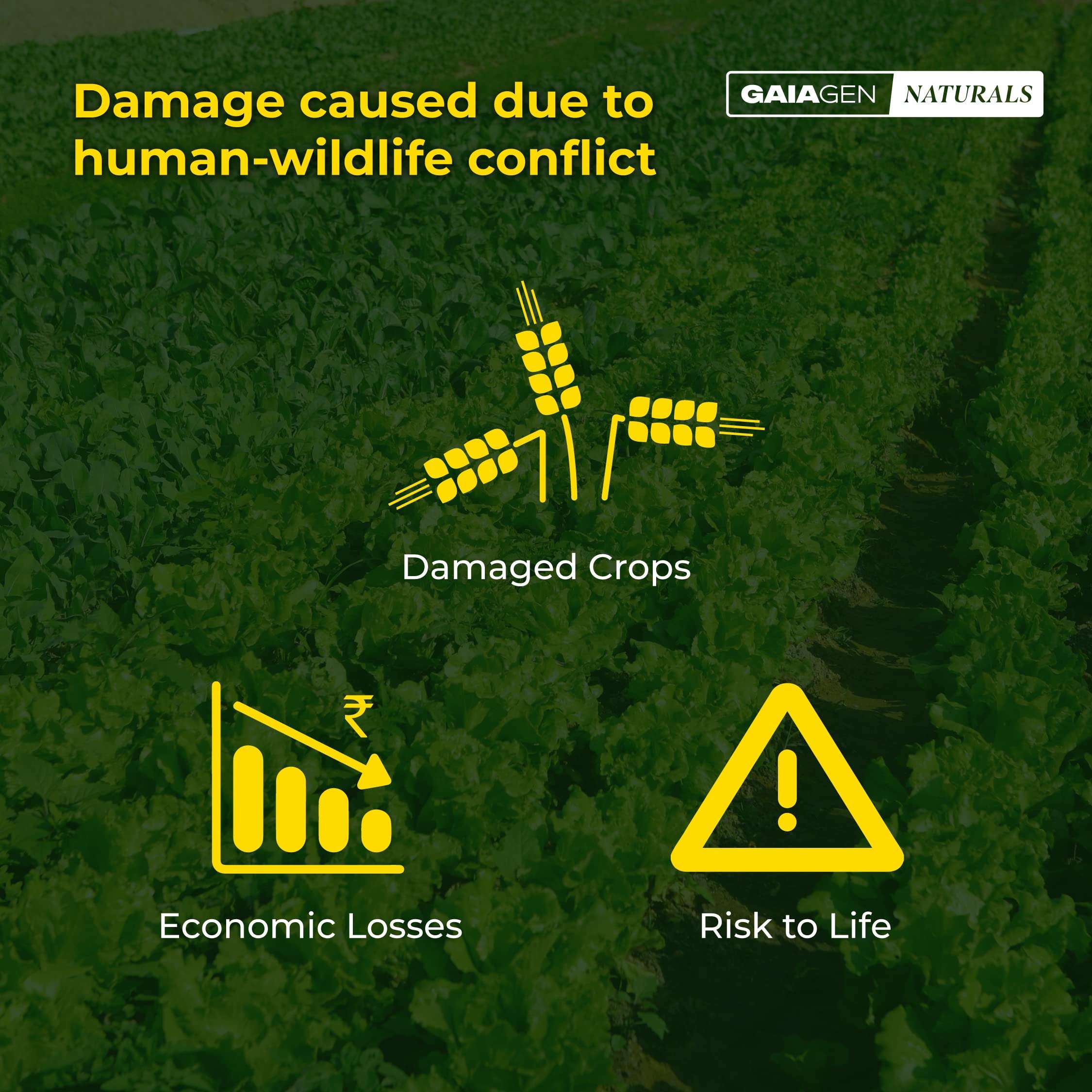 GAIAGEN Neelbo (500 ml) Natural Formulation to Repel Wild Boars, Porcupines, Bison & Blue Bulls Without harming Them. 4