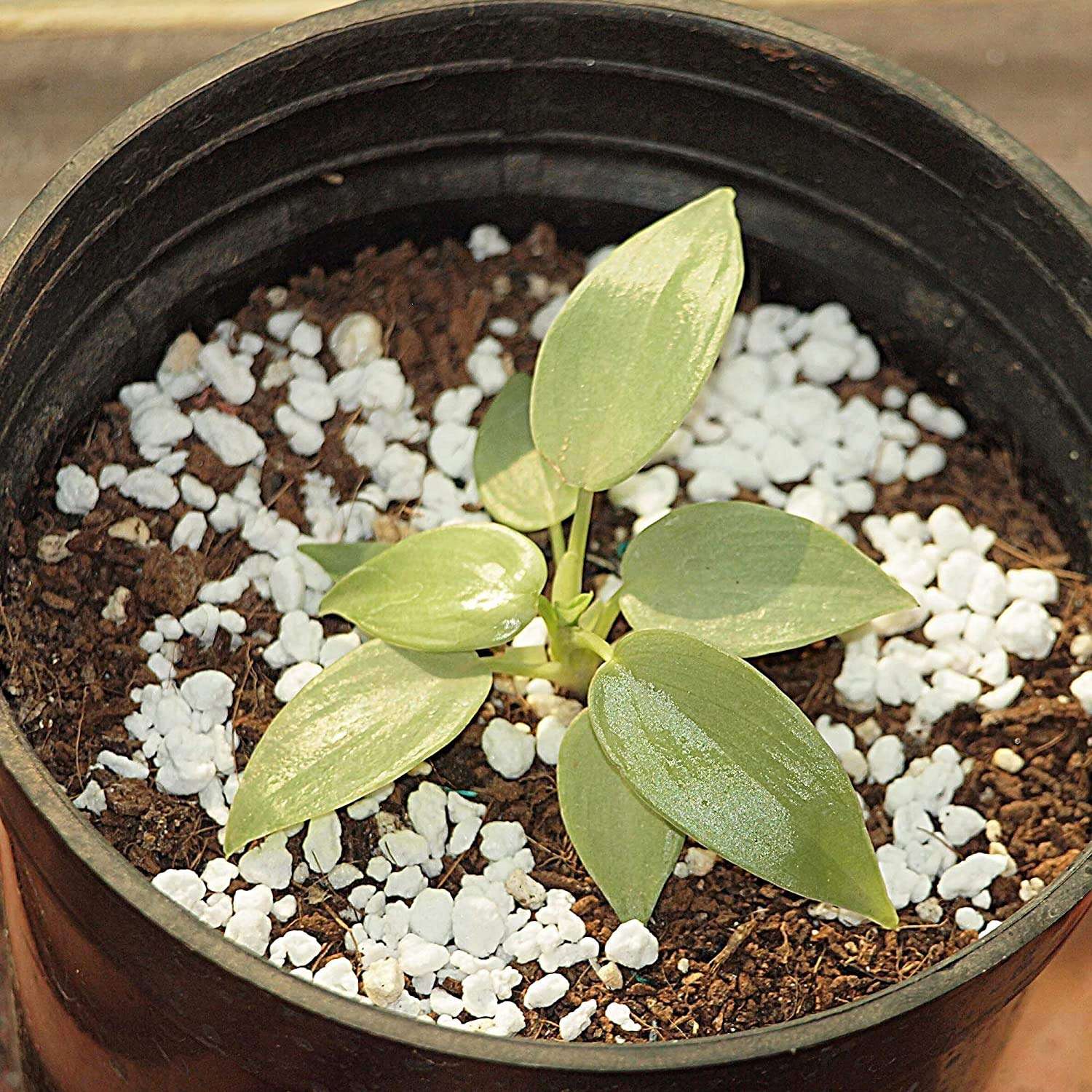 Seedlings India Exotic Rare Plants Perlite for Gardening Hydroponics Medium Horticultural Potting Soil 1 LTR 4