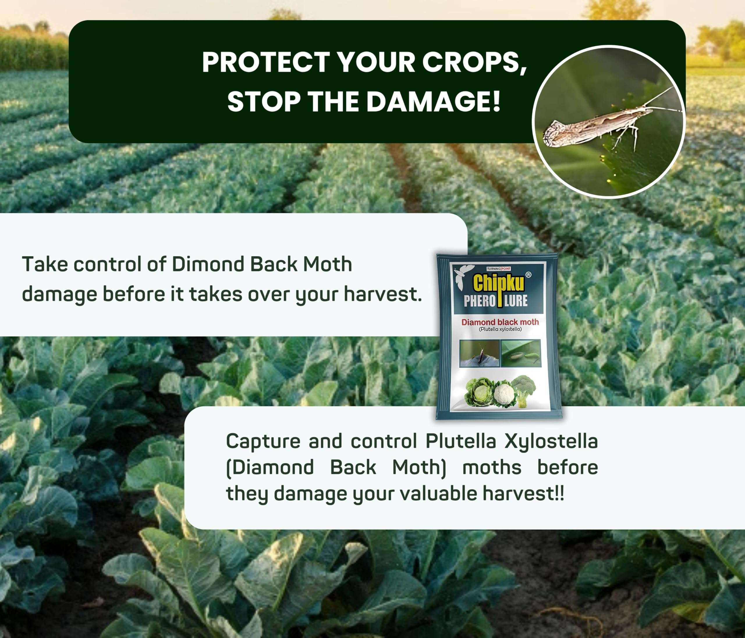 Chipku-Pheromone lure for insect diamond black moth (DBM) (25) 4