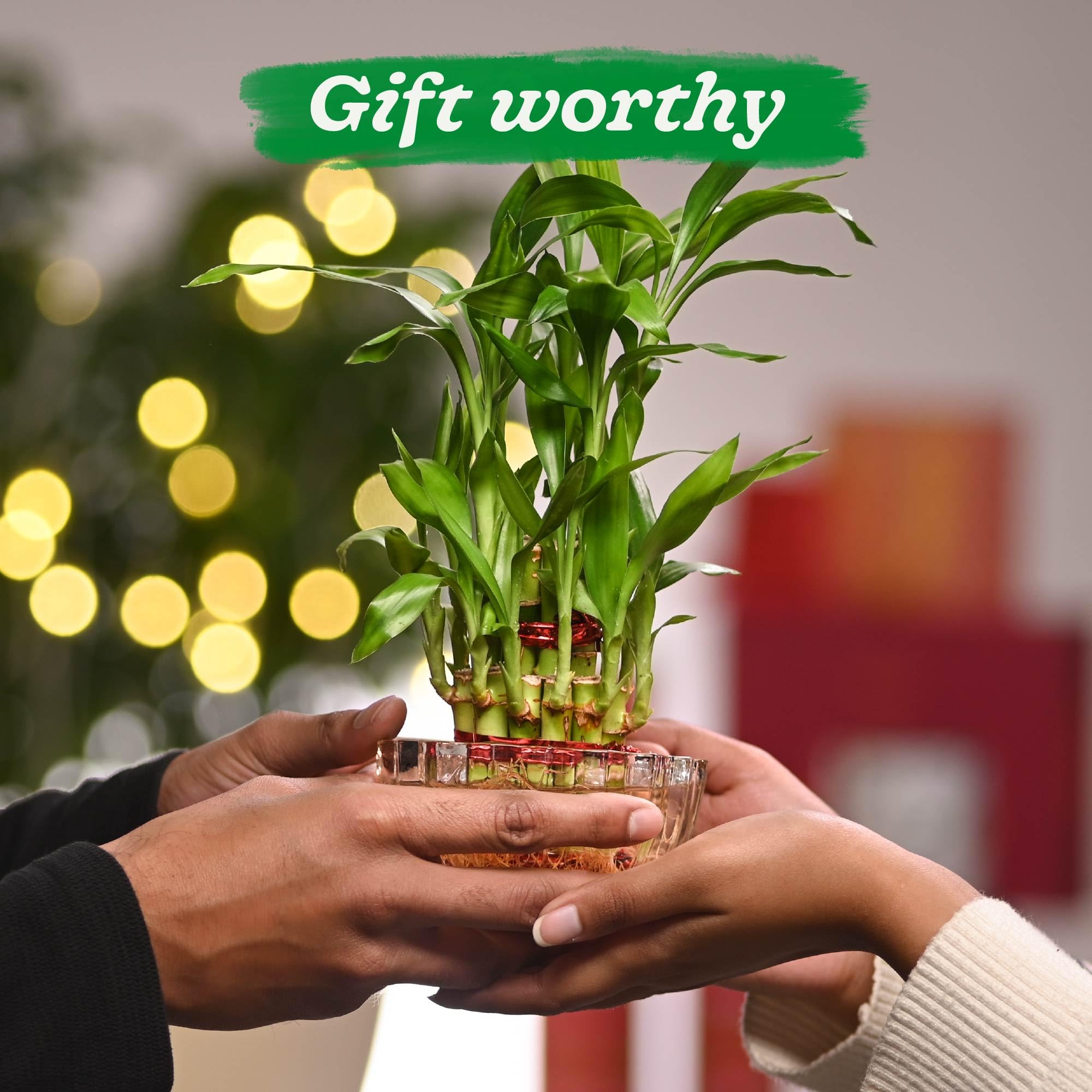 Ugaoo Lucky Bamboo 2 Layer Feng Shui Plant with Lotus Glass Bowl 5