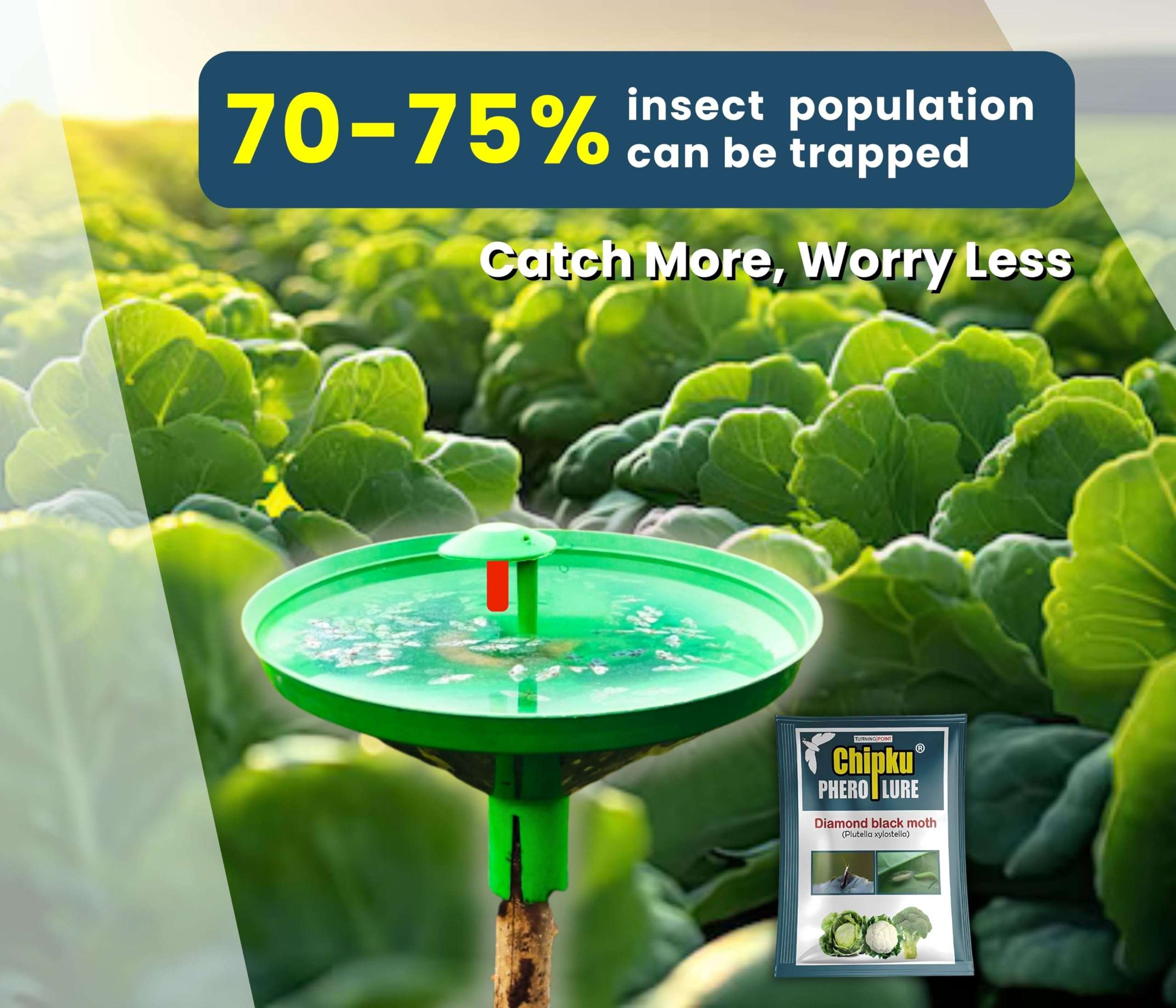 Chipku-Pheromone lure for insect diamond black moth (DBM) (25) 5