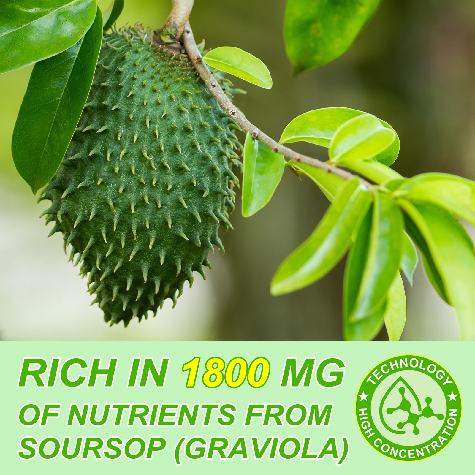 Soursop Graviola Liquid Drop for Cell Support & Regeneration, Immune Boost and Sleep, Organic Soursop Extract-Sugar Free, Non-GMO, Vegan, Gluten-Free-2 Fl Oz/60 ML 3