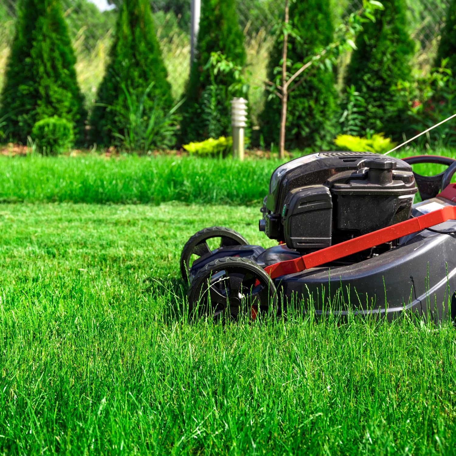 Rye Grass Annual Field Seed by Evergreen Farm and Garden (6 Lb Jug) 6