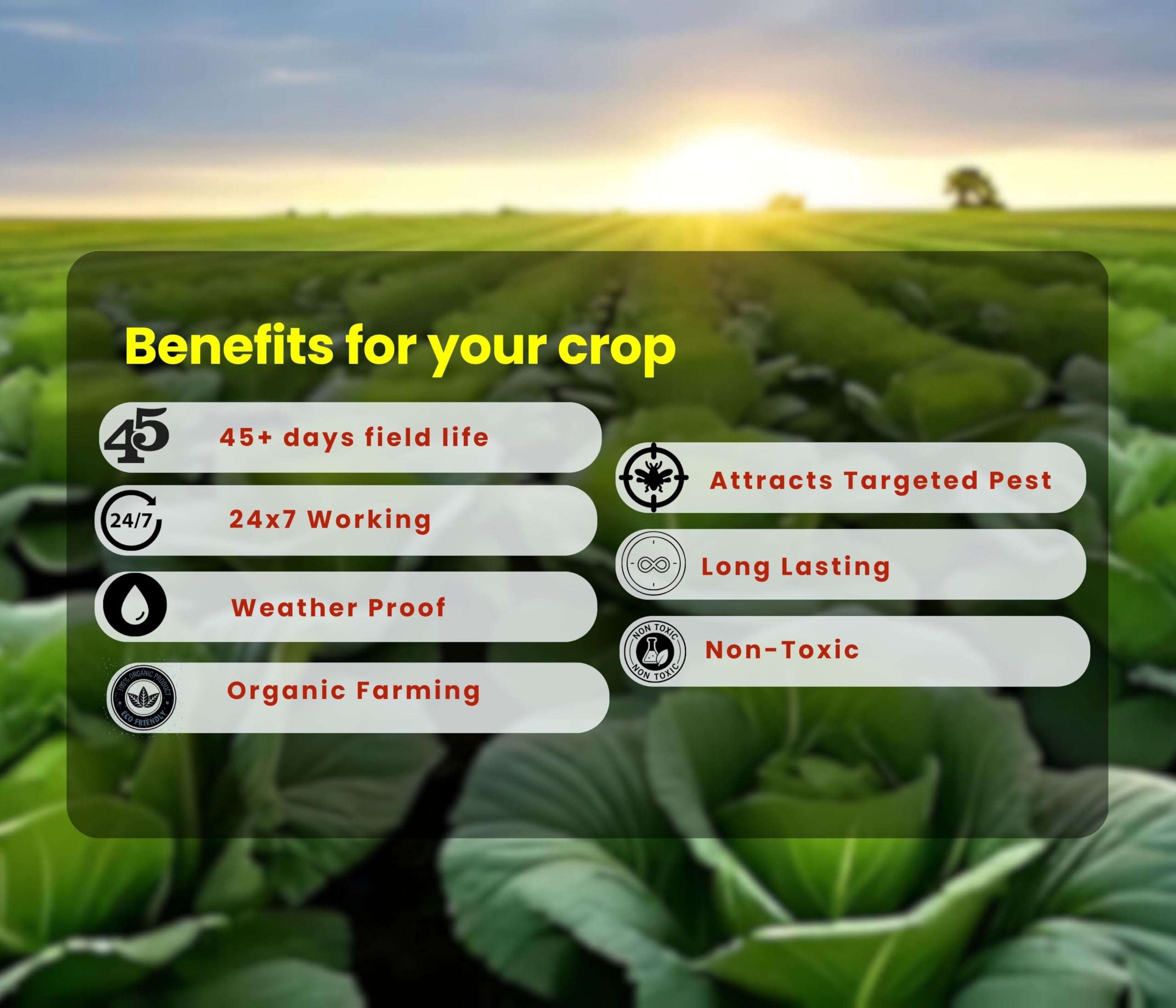 Chipku-Pheromone lure for insect diamond black moth (DBM) (25) 6