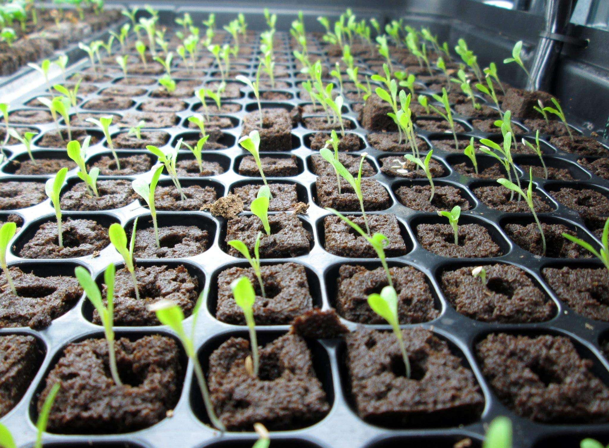 CRODOR Unique Plastic Cocopeat Pellets Seed Starting Plugs (Brown), Pack of 5 3