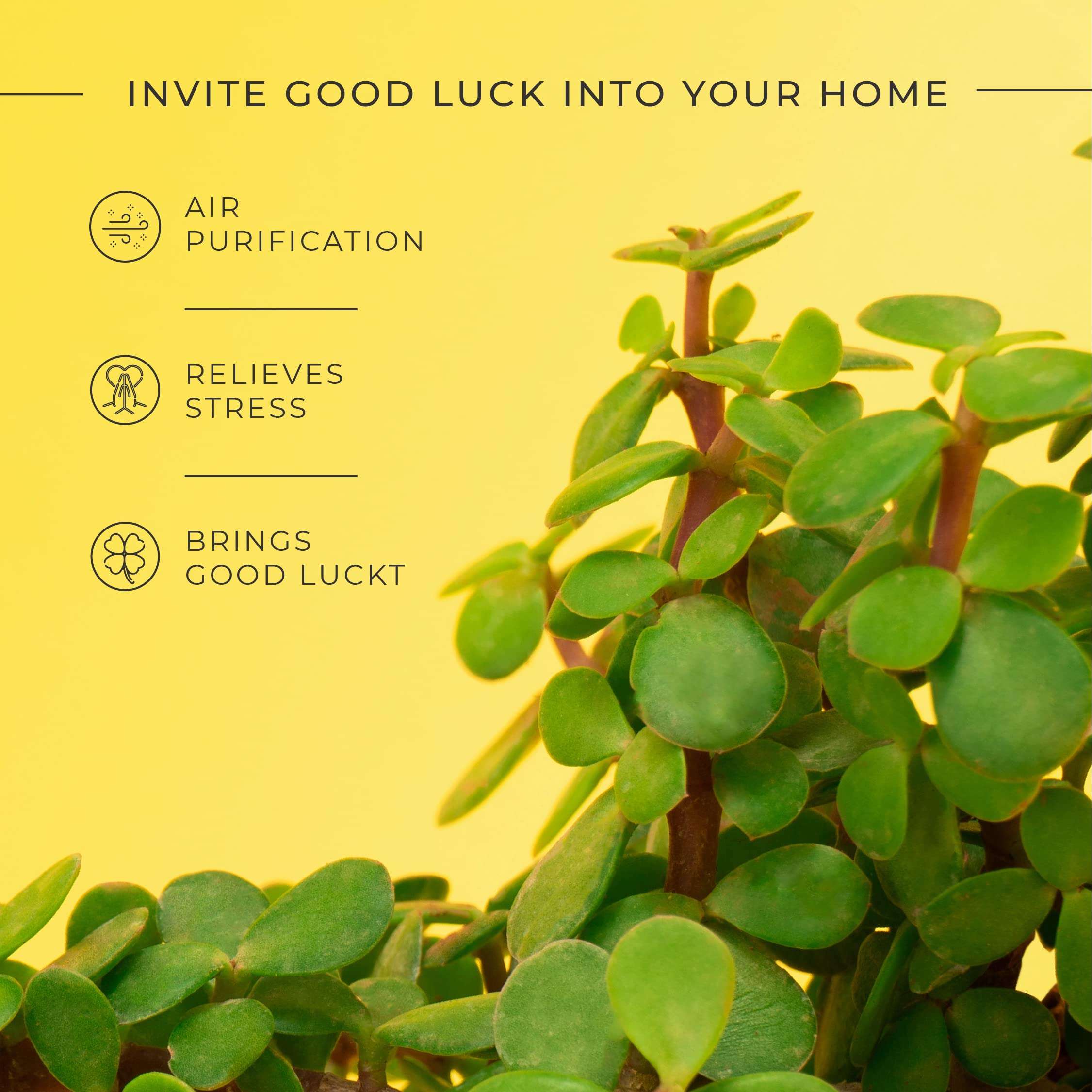 KYARI Jade Indoor Plants for Living Room | Live Plants | Plants with Lemon Yellow Pot for Home | Air purifier plants | Plants for Home Decor | Plants for garden | Indoor Plants for bedroom 4