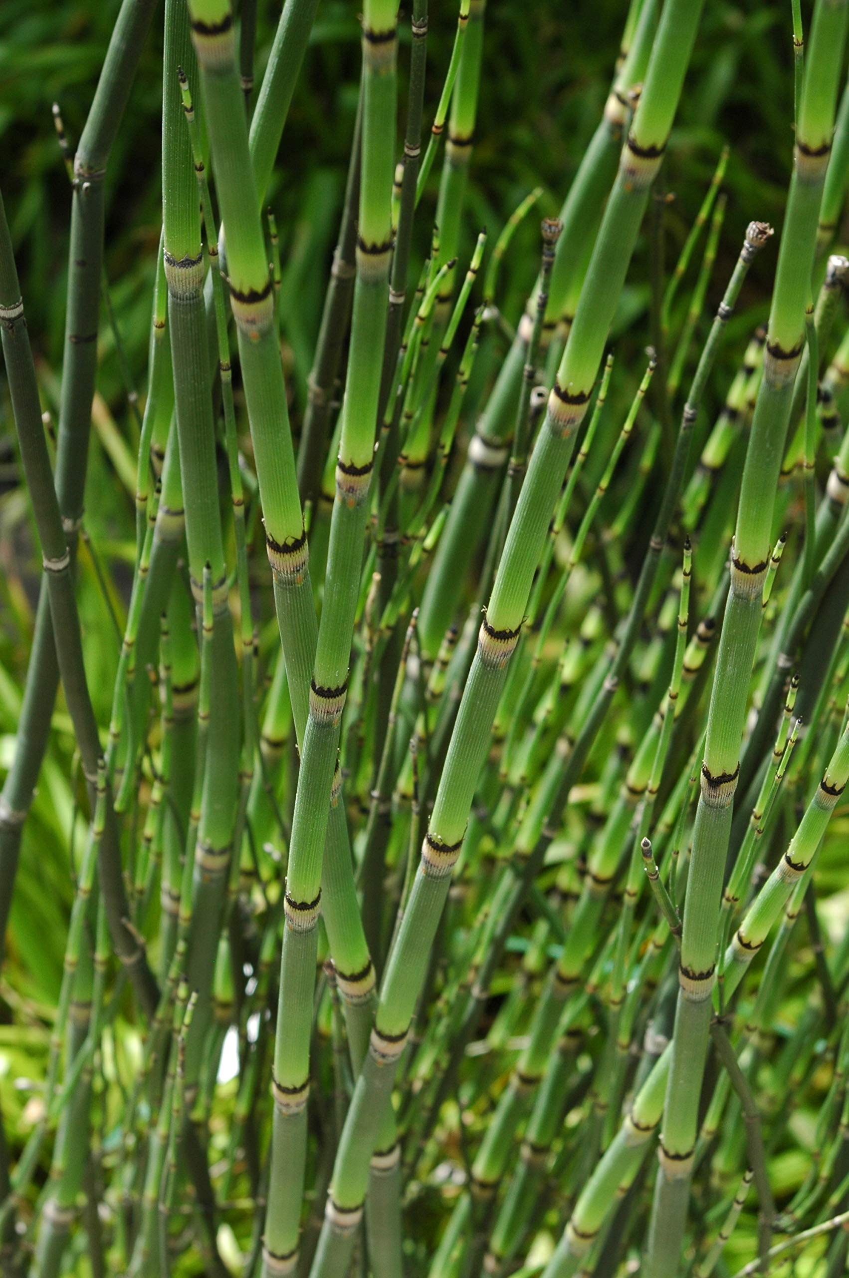 Green Paradise Water Bamboo Equisetum Live Healthy water Plant With Beautiful Pot 5