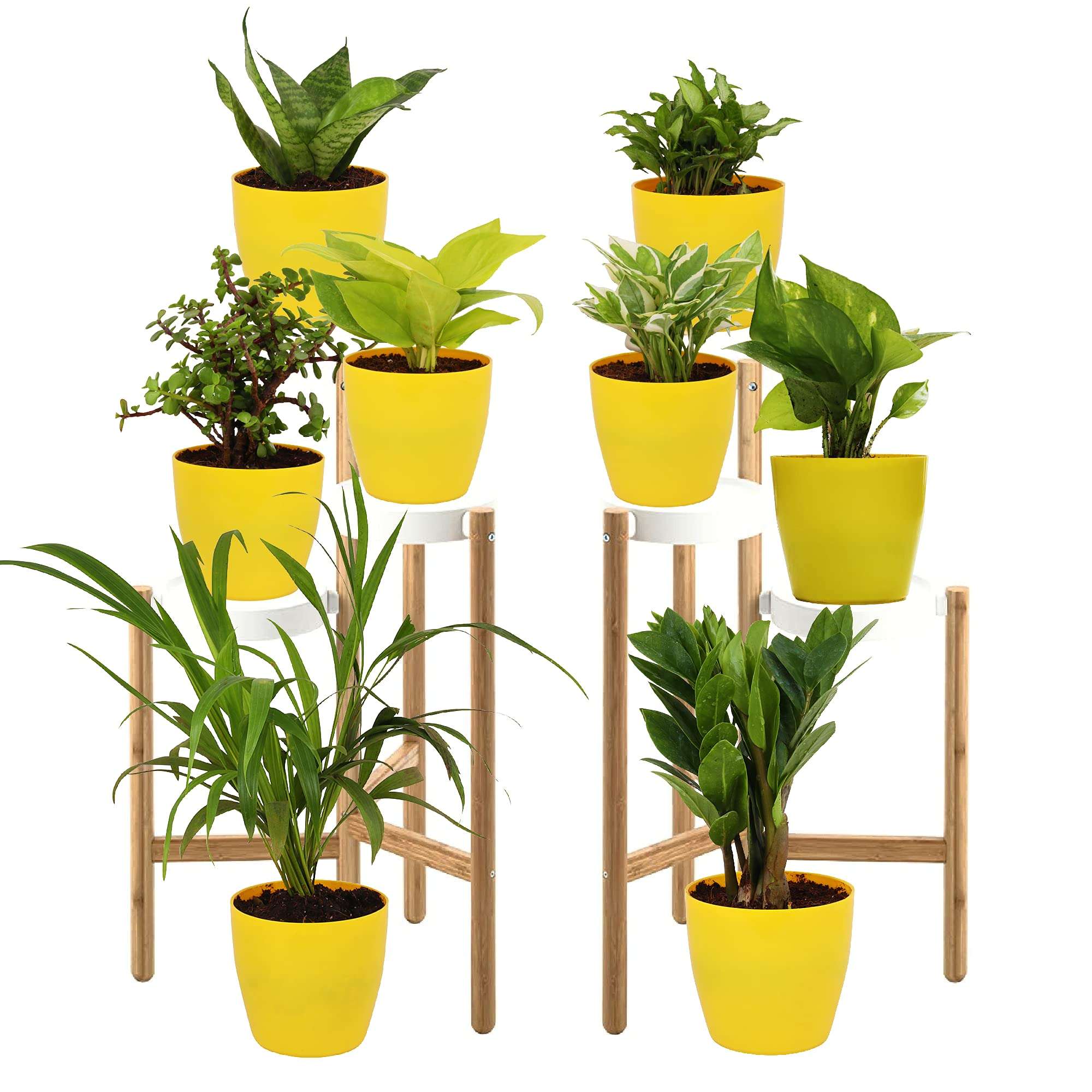 Leafy Tales Set of 8 Air Purifying Plants Combo- Areca Palm, Sansevieria Green, Golden, Green & White Money Plant, Plant, ZZ Plant, Jade and Dwarf Syngonium, Yellow Plastic Pot 1