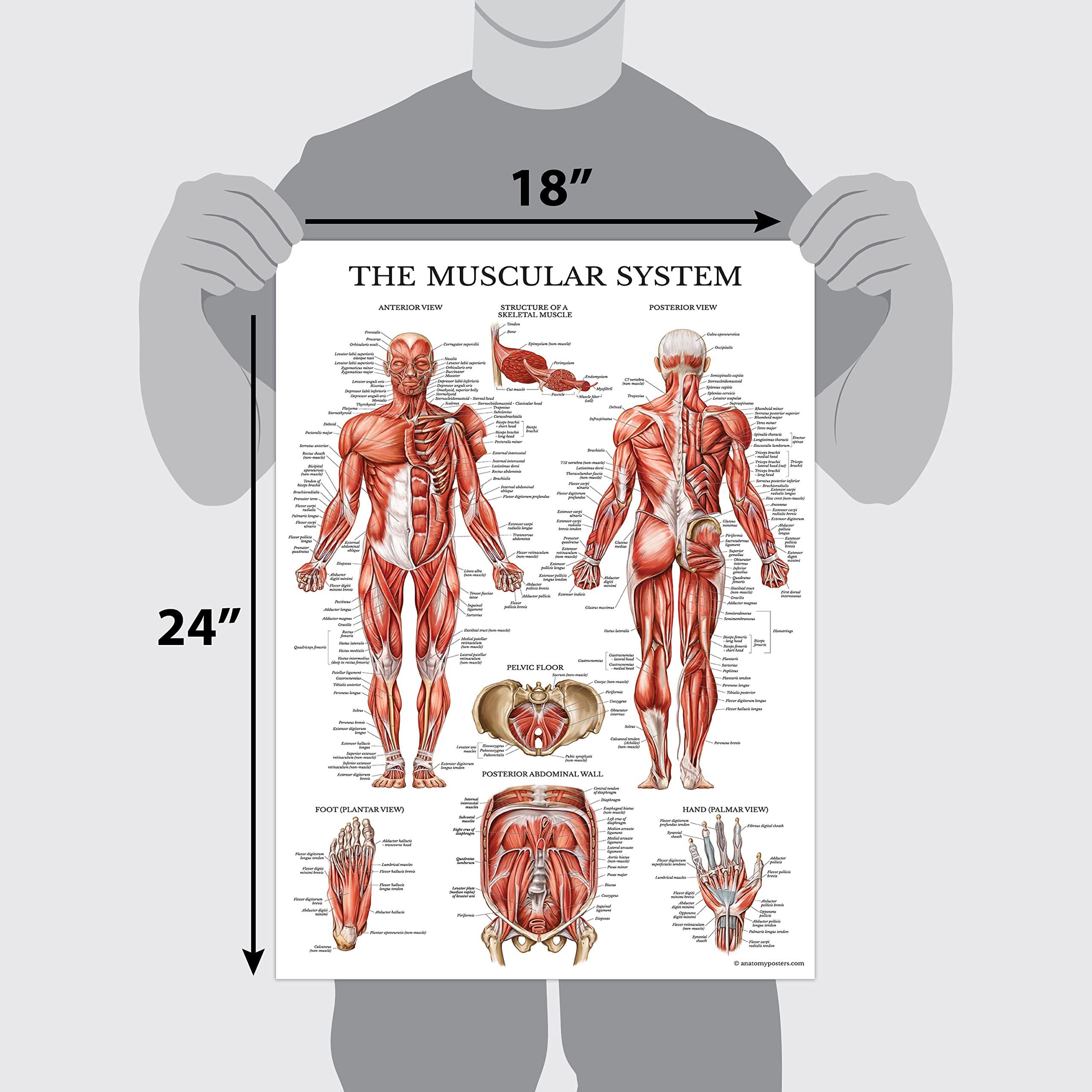 Palace Learning 4 Pack - Anatomical Poster Set - Laminated - Muscular, Skeletal, Spinal Nerves, Dermatomes - Anatomy Chart Set (LAMINATED, 18” x 24”) 2