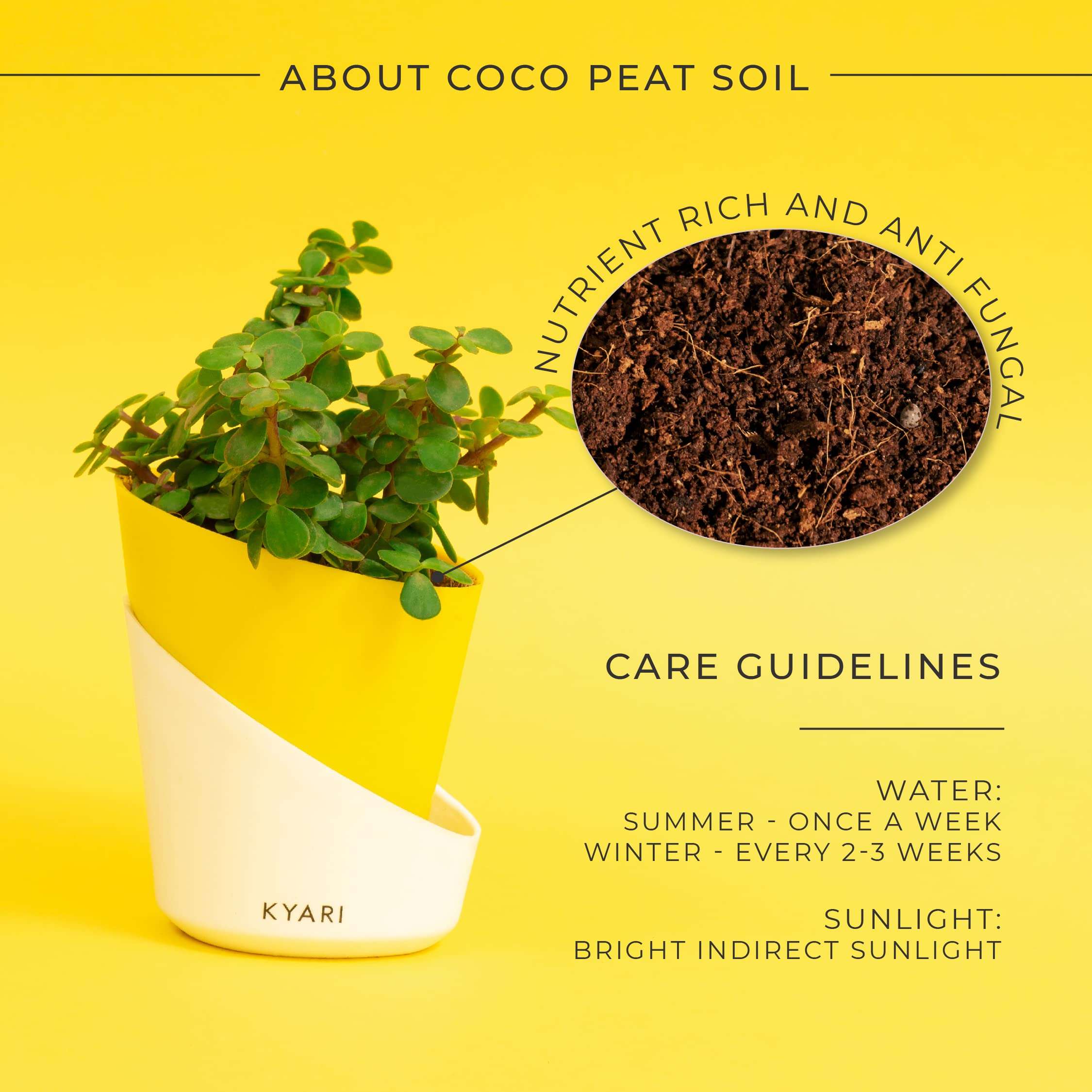 KYARI Jade Indoor Plants for Living Room | Live Plants | Plants with Lemon Yellow Pot for Home | Air purifier plants | Plants for Home Decor | Plants for garden | Indoor Plants for bedroom 3