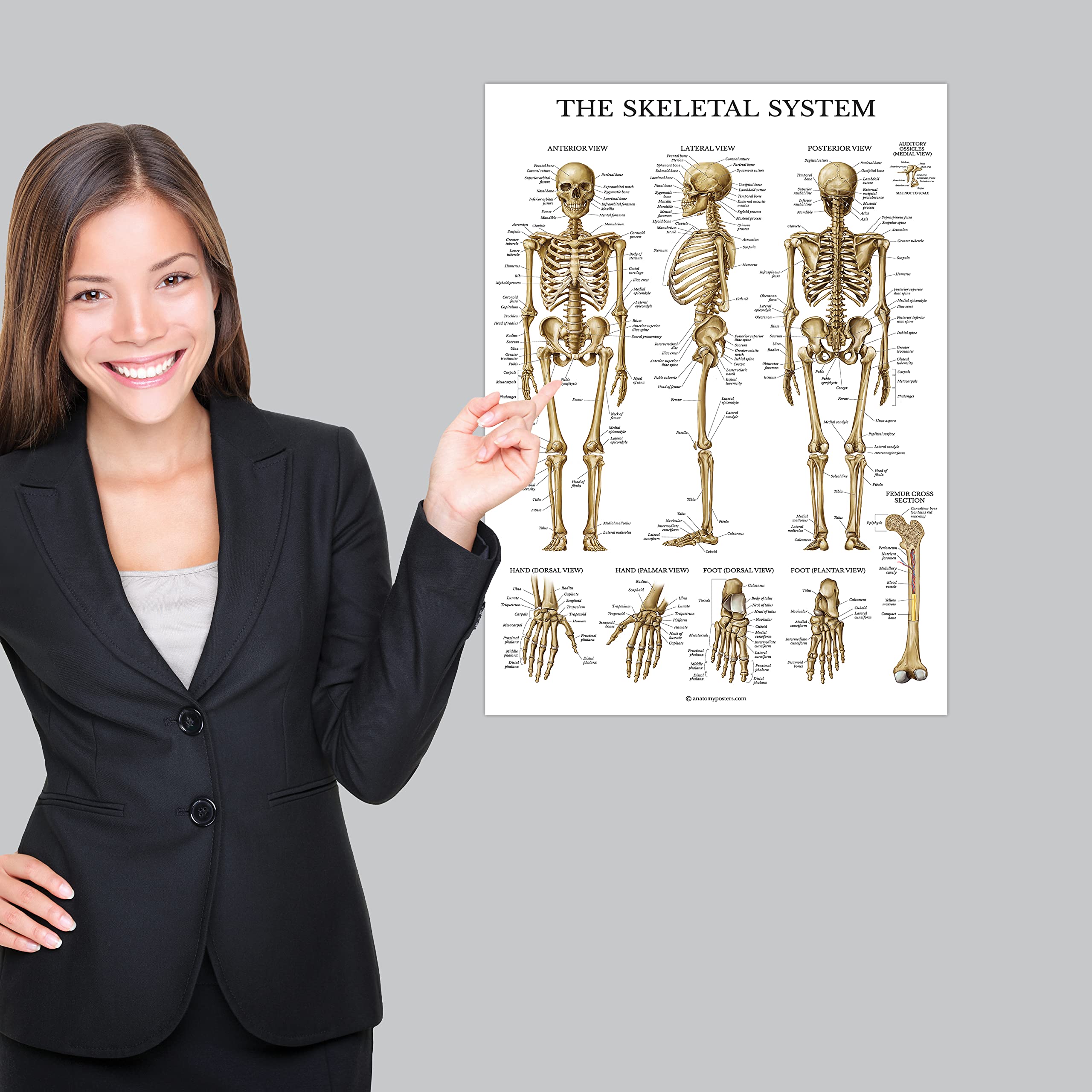 Palace Learning 4 Pack - Anatomical Poster Set - Laminated - Muscular, Skeletal, Spinal Nerves, Dermatomes - Anatomy Chart Set (LAMINATED, 18” x 24”) 5