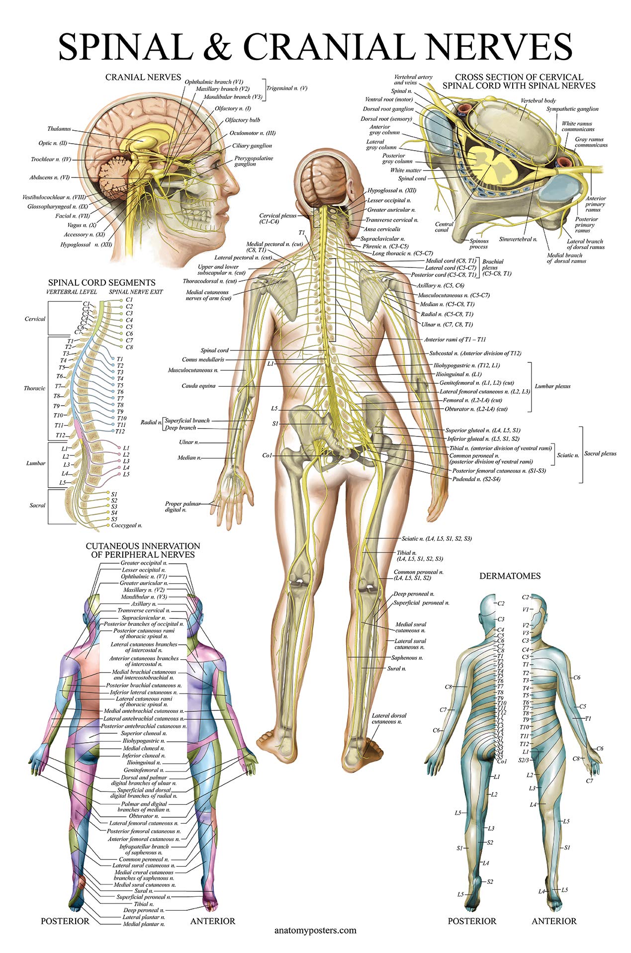Palace Learning 4 Pack - Anatomical Poster Set - Laminated - Muscular, Skeletal, Spinal Nerves, Dermatomes - Anatomy Chart Set (LAMINATED, 18” x 24”) 4