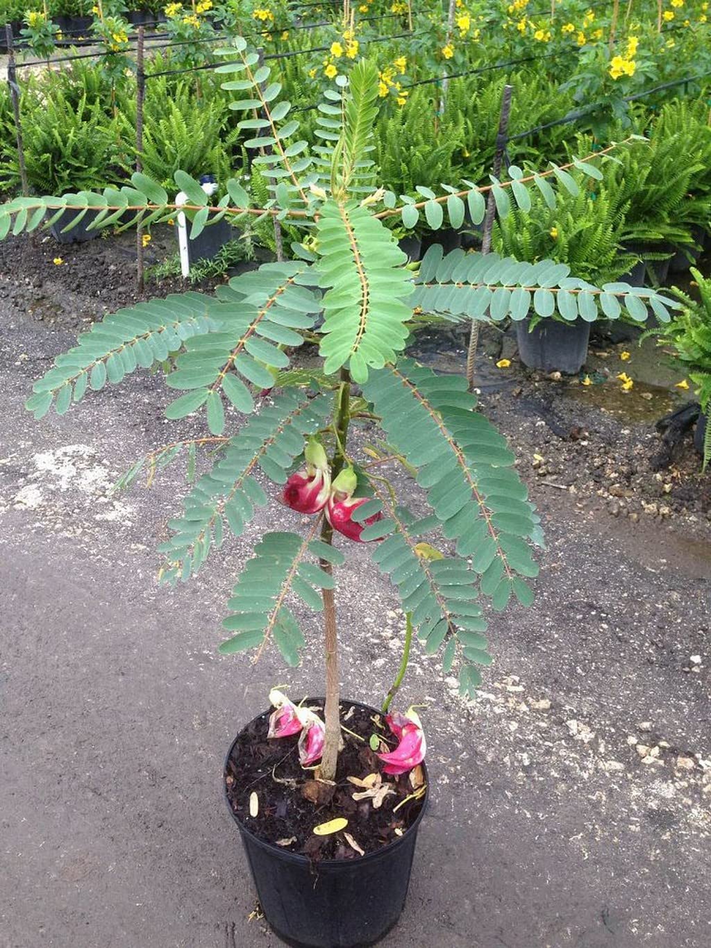 Creative Farmer Agathi Cheera Plant (Sesbania Grandiflora) Out Door Plants Healthy Live (Healthy Live Plant) 4