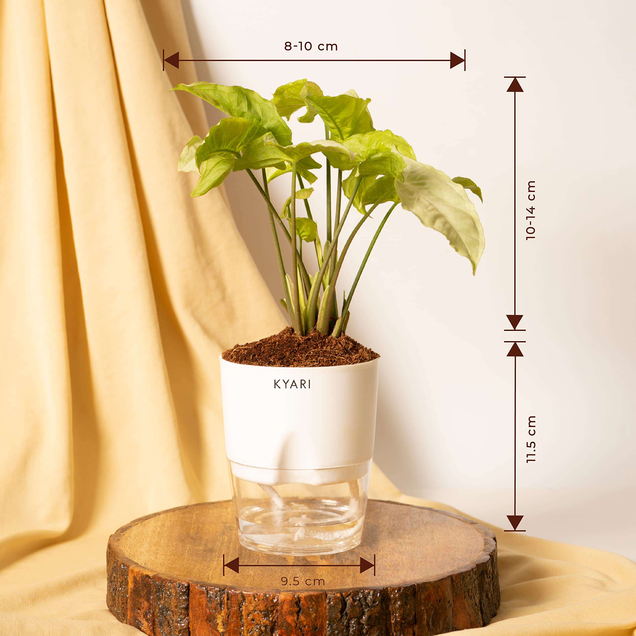 KYARI Syngonium Pixie White Indoor Plants for Living Room | Live Plants | Plants with White Pot for Home | Air purifier plants | Plants for Home Decor 5