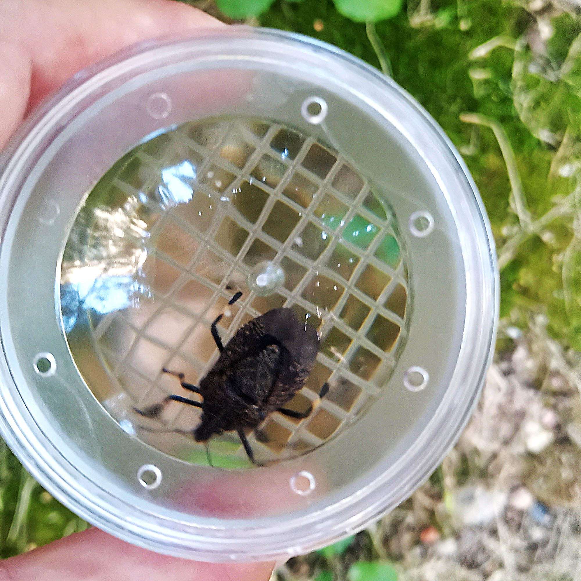 SimpleSS 8 Pieces Bug Viewer Critter Insect Cage Magnifying Insect Box Bug Magnifier Container Bug Catcher Cage, Science Nature Exploration Tools 5