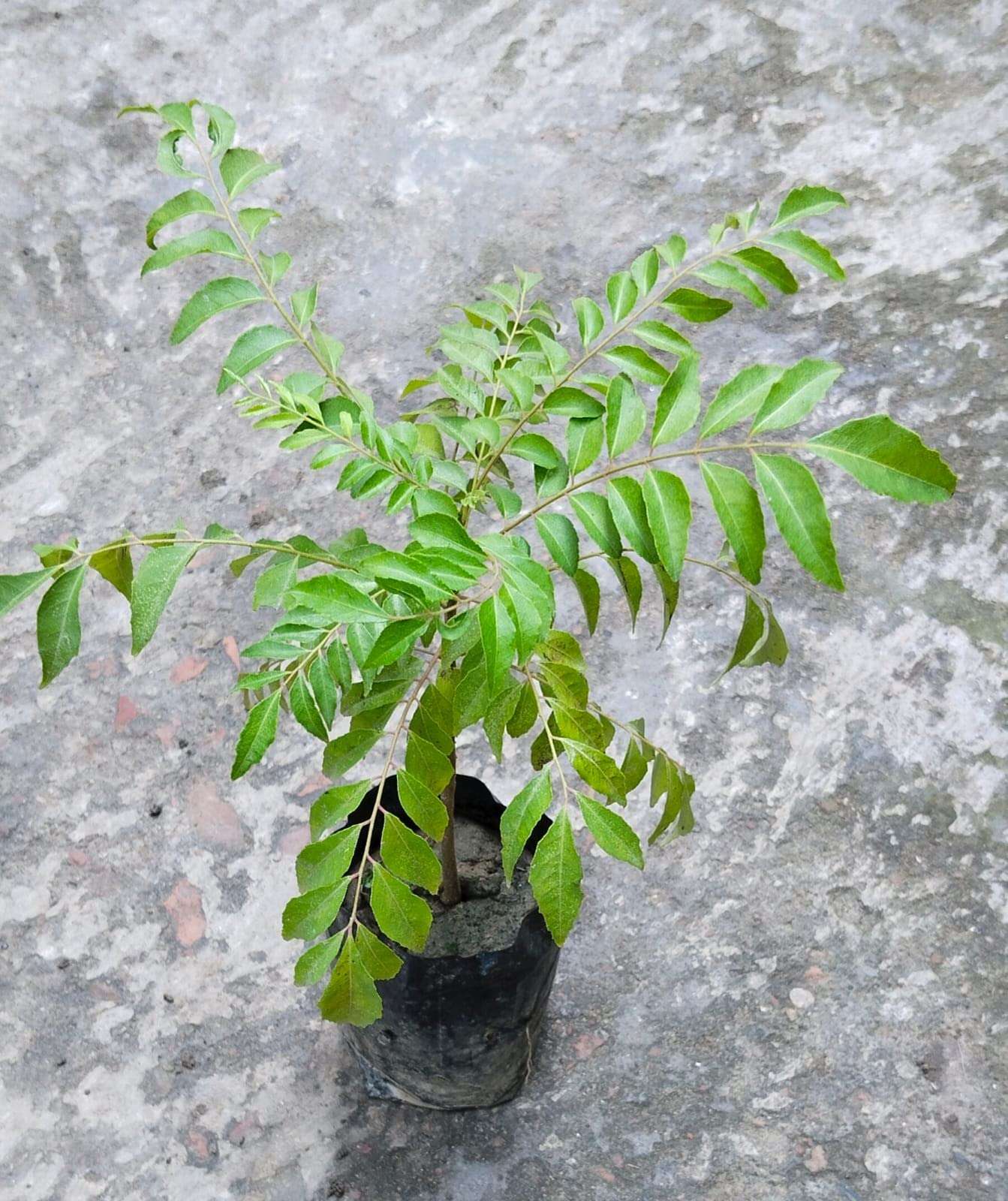 curry leaves plant Pack of 01 3