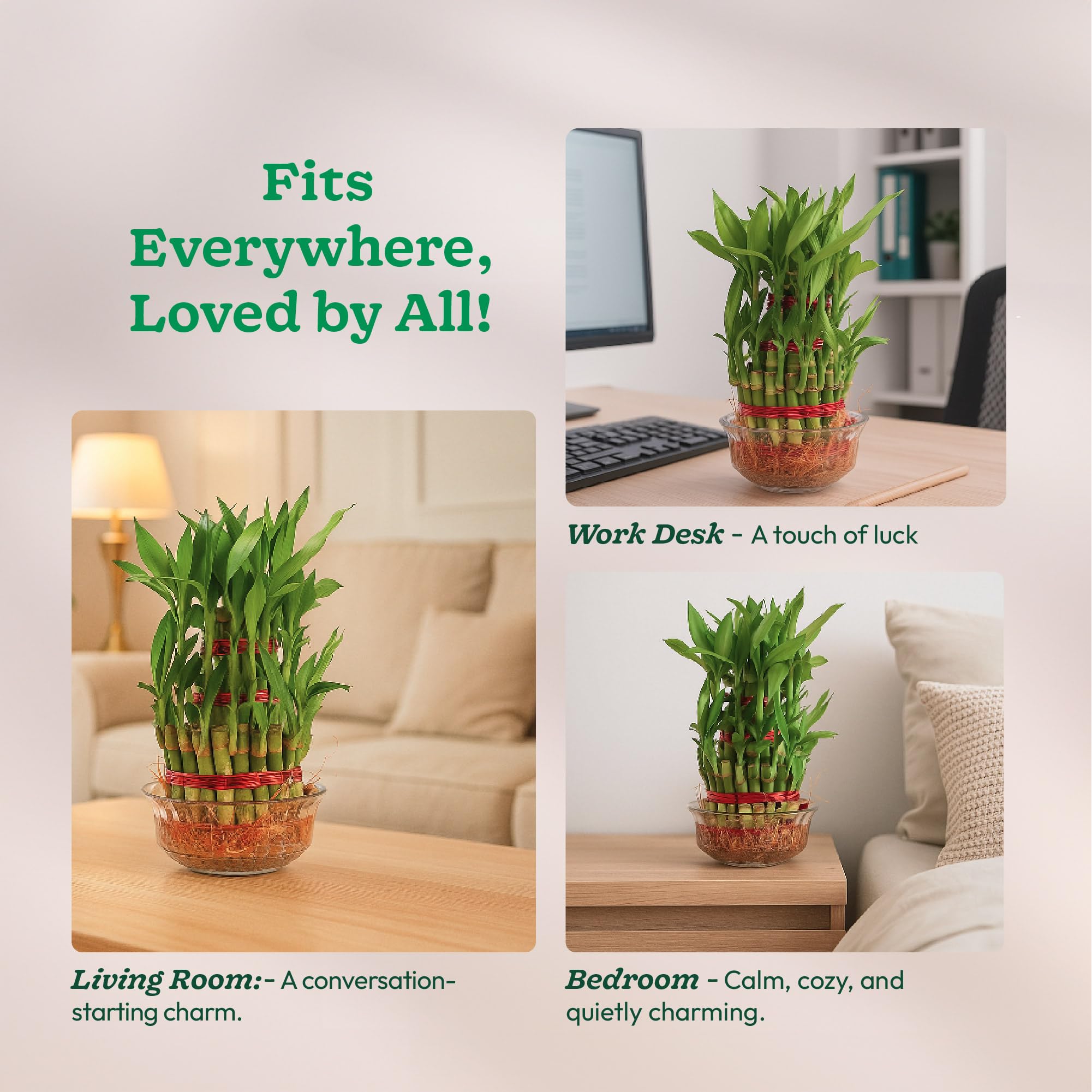 UGAOO Lucky Bamboo 3 Layer Plant with Criss Premium Ceramic Planter 6