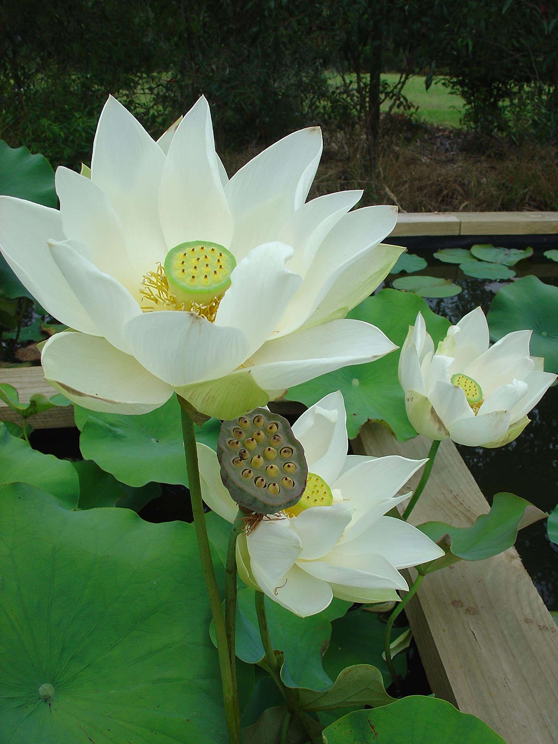 Florona Aquatic plant Dwarf ‘Angel Wings ’ Lotus Nelumbo nucifera White Color 15 Seeds Pack For Planting 1
