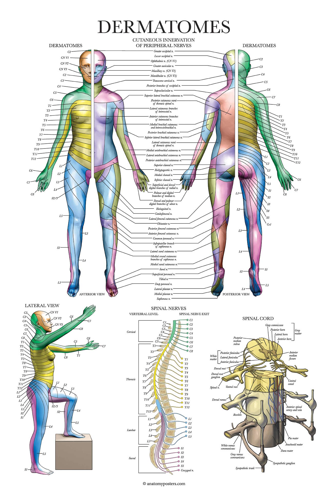 Palace Learning 4 Pack - Anatomical Poster Set - Laminated - Muscular, Skeletal, Spinal Nerves, Dermatomes - Anatomy Chart Set (LAMINATED, 18” x 24”) 6