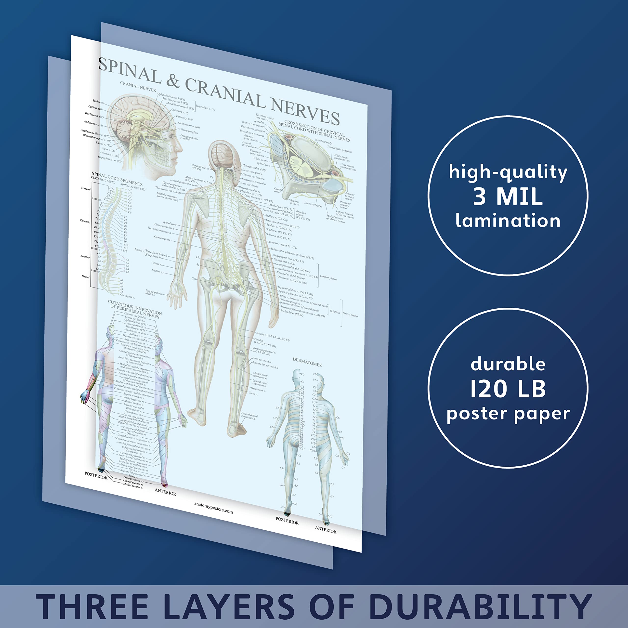 Palace Learning 4 Pack - Anatomical Poster Set - Laminated - Muscular, Skeletal, Spinal Nerves, Dermatomes - Anatomy Chart Set (LAMINATED, 18” x 24”) 3