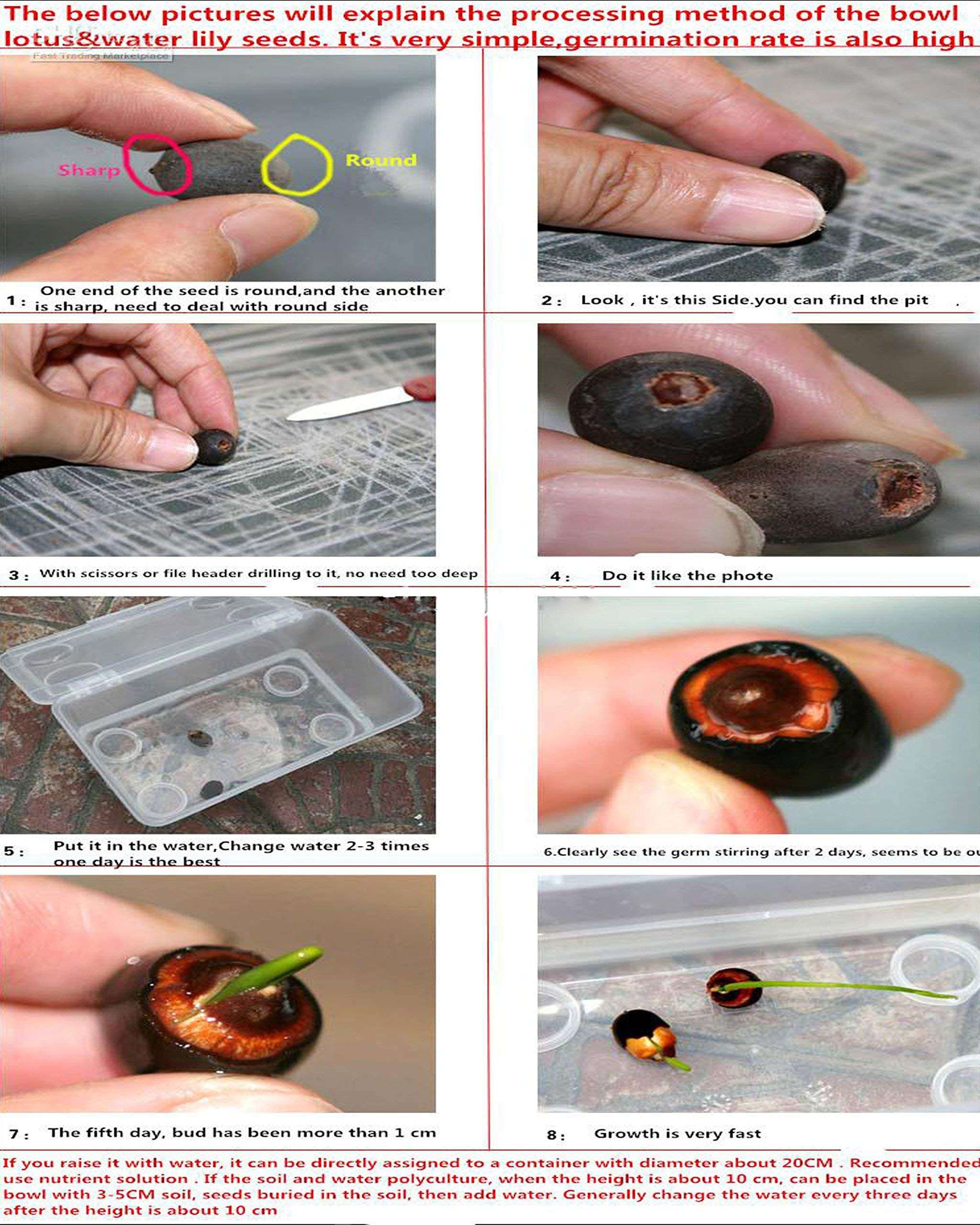 Florona Aquatic plant Dwarf ‘Angel Wings ’ Lotus Nelumbo nucifera White Color 15 Seeds Pack For Planting 2