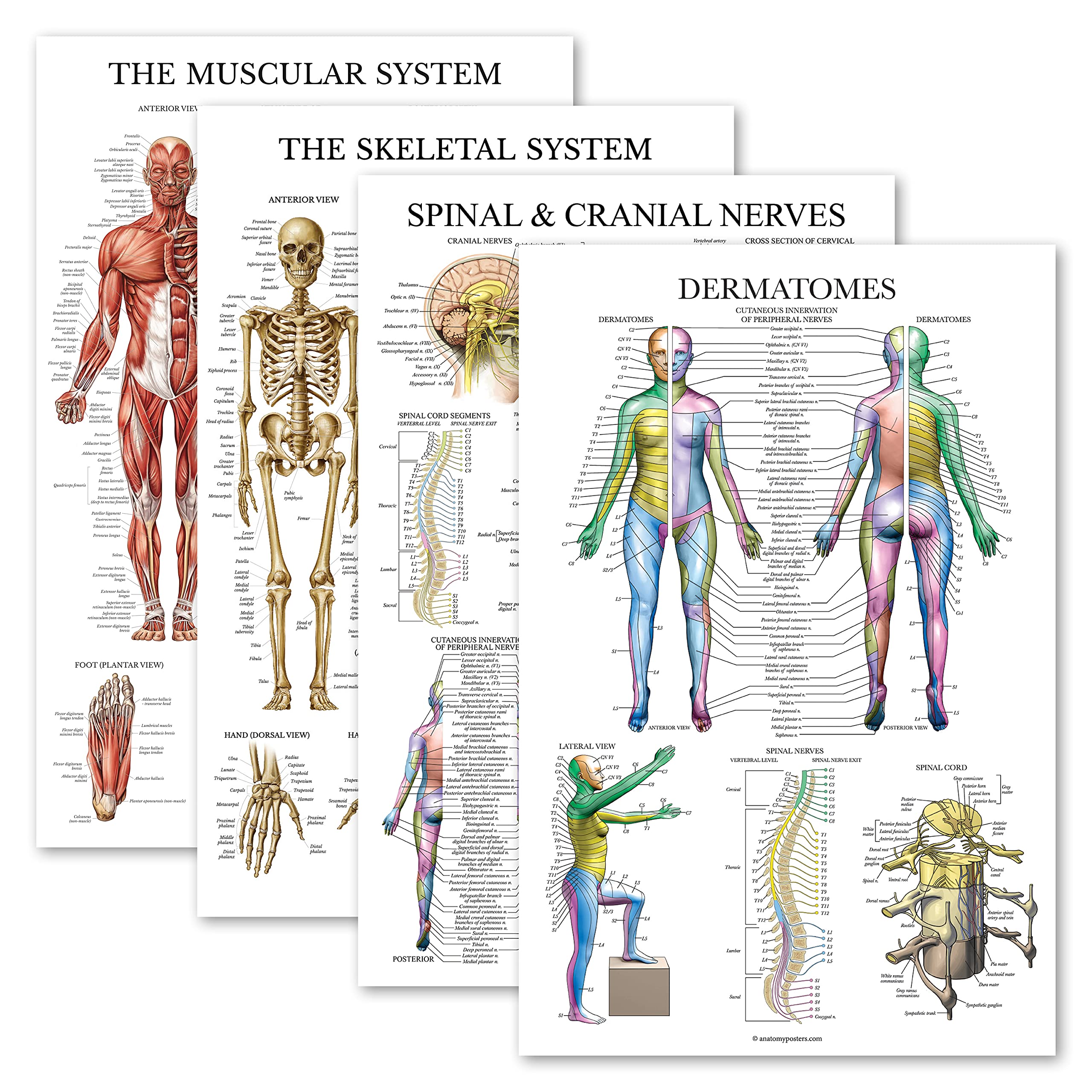 Palace Learning 4 Pack - Anatomical Poster Set - Laminated - Muscular, Skeletal, Spinal Nerves, Dermatomes - Anatomy Chart Set (LAMINATED, 18” x 24”) 1
