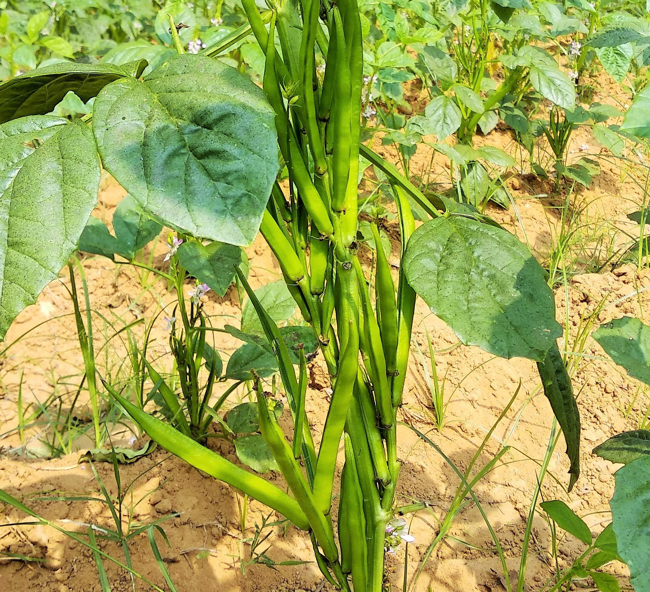 Cluster Beans/GUAR Bean/KOTHAVARANGA/SEENIYAVARAKA Seeds 50 Seeds 2