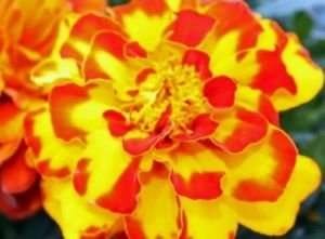 Indian Gardening FIndian Gardening French Marigold Sparky Mixed Colours Flower Seeds - 50 Seeds 2