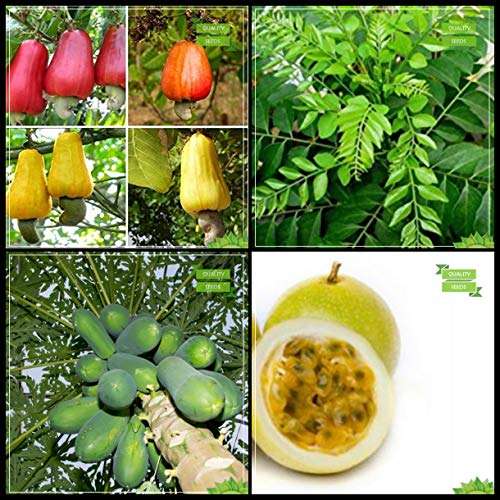 Creative Farmer Gardening Plant Seeds Combo Tree Seeds : Cashew, Curry Tree, Papaya, Passion Fruit - Yellow Fruit Fruit Seeds For Home Garden 2