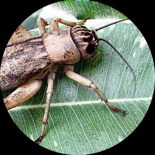 AmScope SE204-A Portable Binocular Stereo Microscope, WF10x Eyepieces, 20X Magnification, 2X Objective, LED Lighting, Reversible Black/White Stage Plate, Arm Stand 5