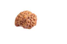 The Gallery of Gemstone Ganesh Rudraksha of Indonesia Origin Wooden Yantra by Lab Certified 1