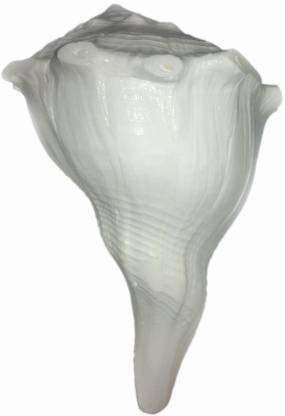 Rudram Big Size Dakshinavarti Shankh || Original Valampuri Sangu Dakshin Mukhi Shankh for Pooja Pure White Sacred Shankh for Puja, Temple (White) 1