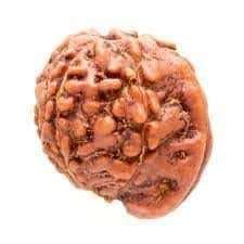GemSapphire Ganesh Rudraksha -Indonesia by Lab Certified 1