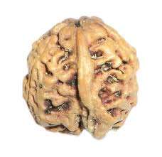 GemSapphire Natural Ganesh Rudraksha - Indonesia by Lab Certified 1