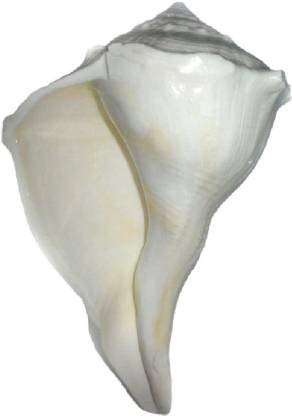 Rudram Big Size Dakshinavarti Shankh || Original Valampuri Sangu Dakshin Mukhi Shankh for Pooja Pure White Sacred Shankh for Puja, Temple (White) 3