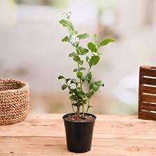 PlantaZee Live Jasmine Yellow bel Color kundo chameli Oudoor Plant with Pot 2