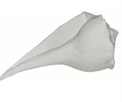 Rudram Big Size Dakshinavarti Shankh || Original Valampuri Sangu Dakshin Mukhi Shankh for Pooja Pure White Sacred Shankh for Puja, Temple (White) 5
