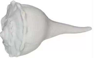 Rudram Big Size Dakshinavarti Shankh || Original Valampuri Sangu Dakshin Mukhi Shankh for Pooja Pure White Sacred Shankh for Puja, Temple (White) 4